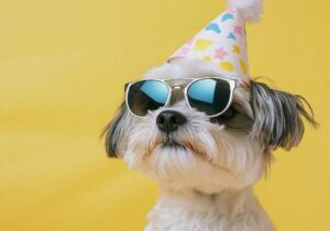 gratisography-birthday-dog-sunglasses
