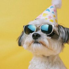 gratisography-birthday-dog-sunglasses